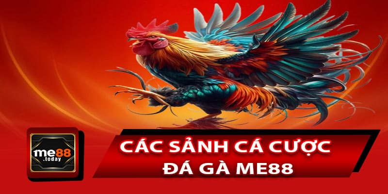 Điểm danh các sảnh cá cược đá gà ME88 thịnh hành nhất
