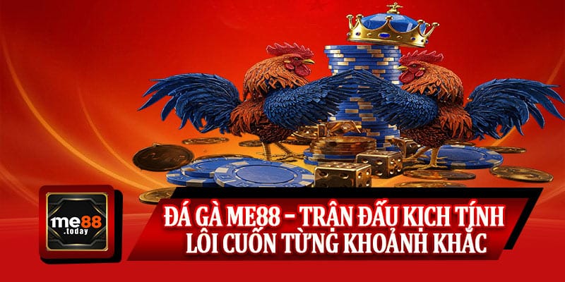 Đá gà ME88 – Trận đấu kịch tính, lôi cuốn từng khoảnh khắc
